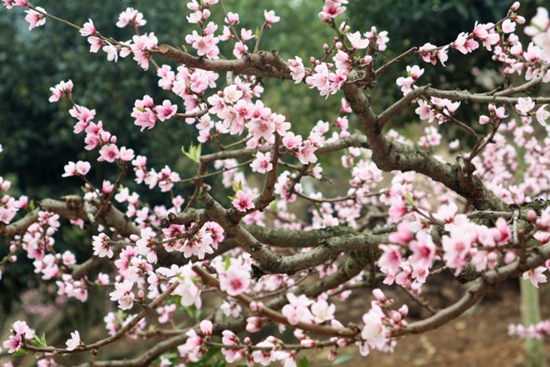 氣溫快速回升 我市沖刺進(jìn)入春天