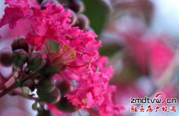 七八月份，市花玫紅紫薇將紅遍開源大道