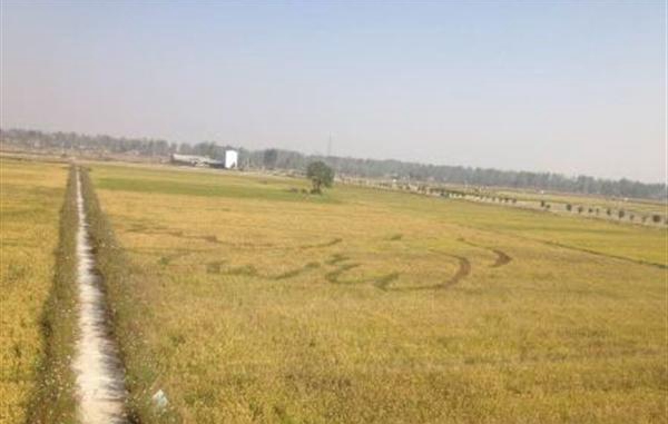 駐馬店農(nóng)民創(chuàng)意“富貴和平”稻田藝術(shù)畫