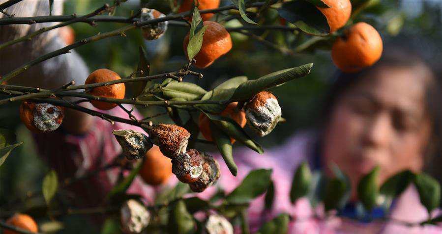 豐收了，上千萬斤蜜橘卻爛在地里