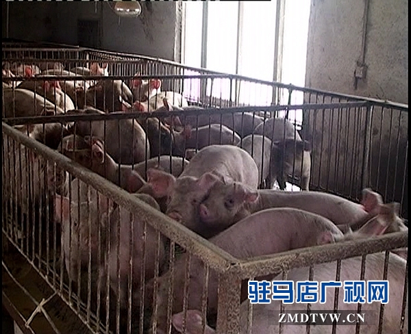 <a  href='http://m.maboss.net/listinfo-16-0.html'  title='養(yǎng)殖' target='_blank' >養(yǎng)殖</a>1_副本.jpg