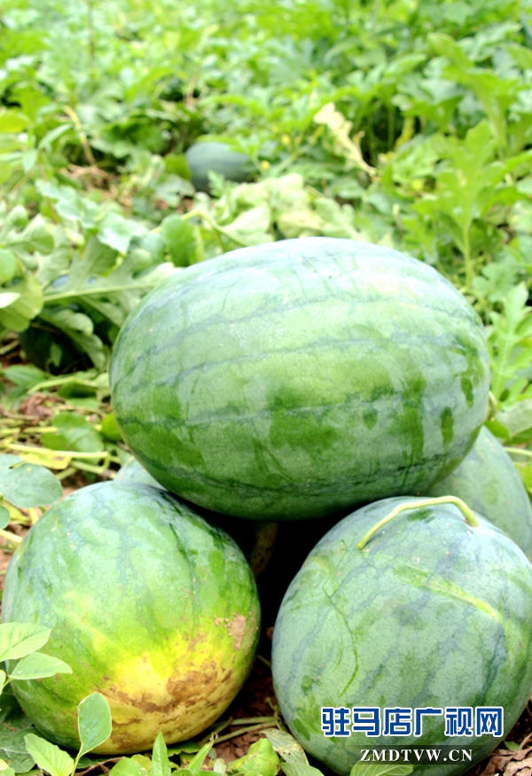 西瓜品相都不錯(cuò)，呼吁大家來(lái)采摘.JPG
