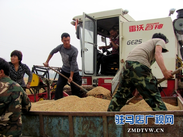 確山縣計生協(xié)幫助計生家庭搶收小麥(圖片).jpg