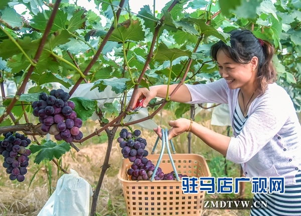 正陽縣永興鎮(zhèn)：產業(yè)扶貧結出“致富果”