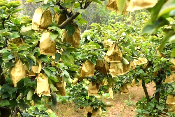 3000斤晚秋黃梨滯銷愁壞果農 駐村“第一書記”請求社會幫助