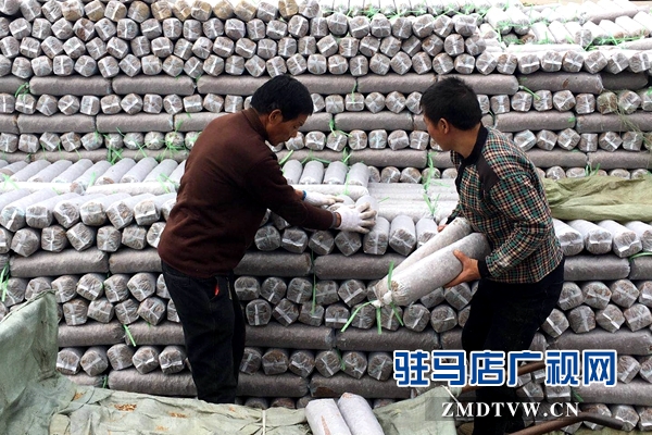 泌陽:冬閑變冬忙 農(nóng)民種菇忙