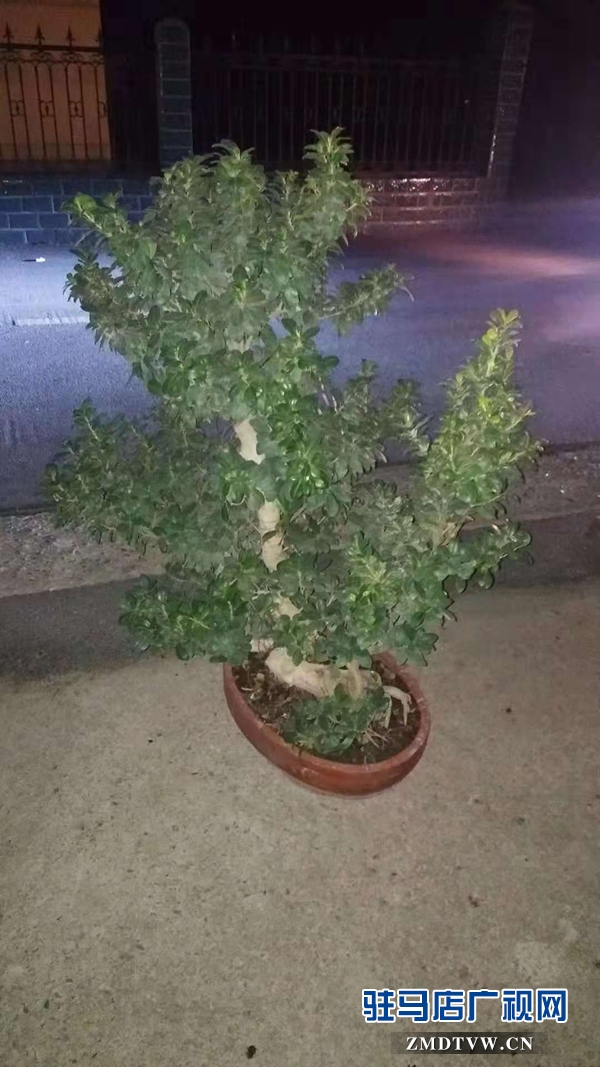 偷了一盆花 換來(lái)十天拘