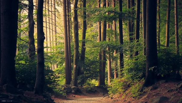 駐馬店市6項(xiàng)森林防火好制度受到省級(jí)表彰