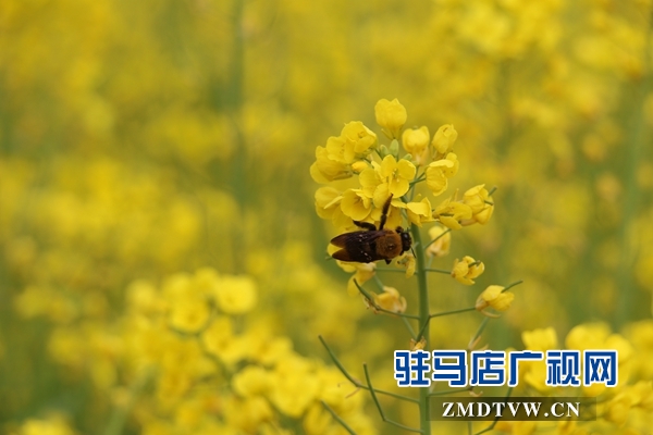 駐馬店魯灣小鎮(zhèn)首屆千畝油菜花節(jié)開幕