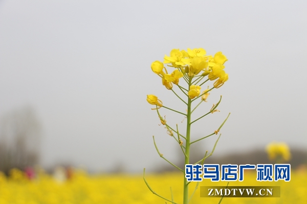 駐馬店魯灣小鎮(zhèn)首屆千畝油菜花節(jié)開幕