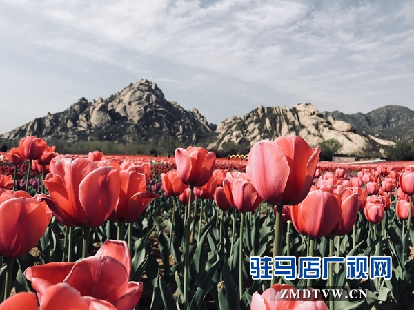 FM102.4陽光調(diào)頻車友會 春風十里悅動嵖岈