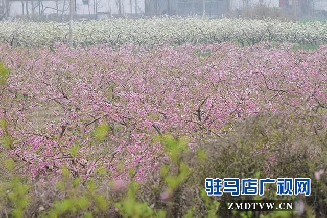 上蔡?hào)|洪:昔日荒涼河畔 今日桃梨爭(zhēng)艷