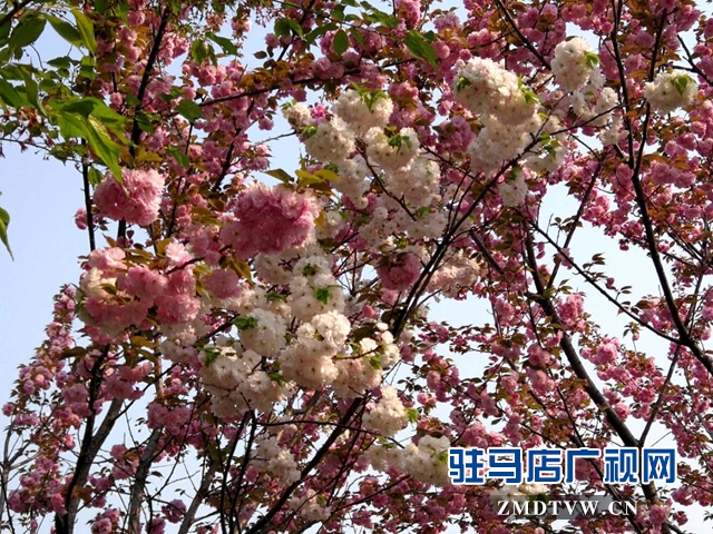 奇了！駐馬店開源大道東段一株櫻花樹開出三色花