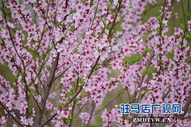 上蔡?hào)|洪:昔日荒涼河畔 今日桃梨爭(zhēng)艷