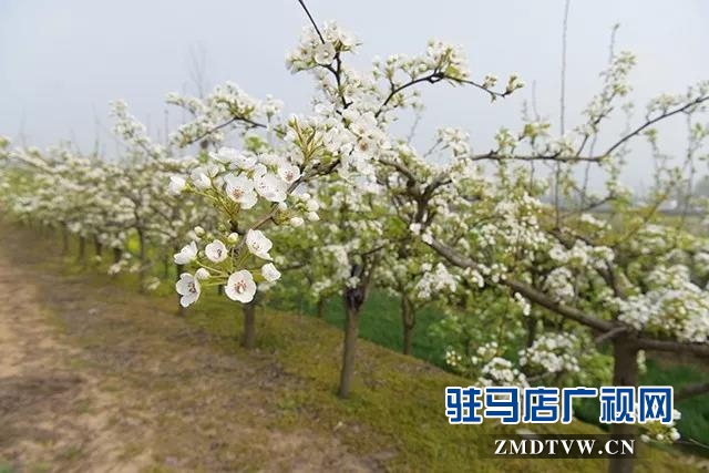 上蔡?hào)|洪:昔日荒涼河畔 今日桃梨爭(zhēng)艷