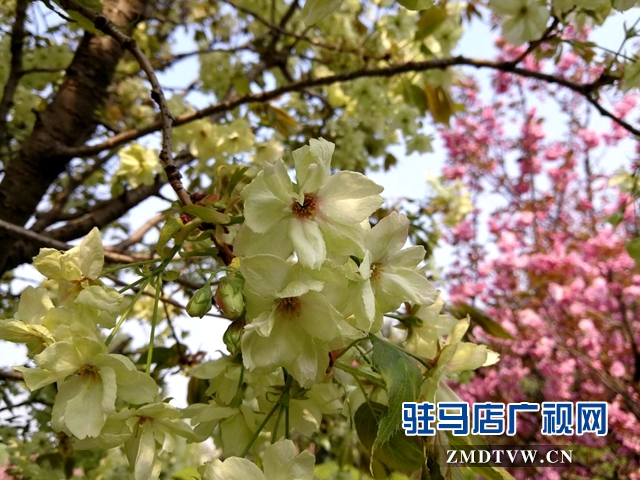 奇了！駐馬店開源大道東段一株櫻花樹開出三色花