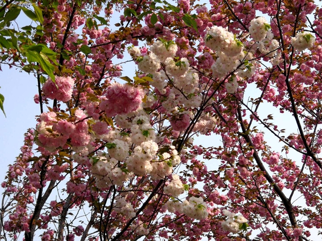 奇了！駐馬店開源大道東段一株櫻花樹開出三色花