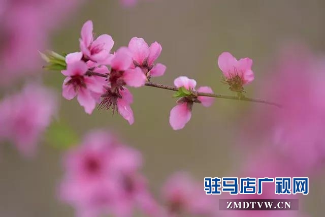 上蔡?hào)|洪:昔日荒涼河畔 今日桃梨爭(zhēng)艷