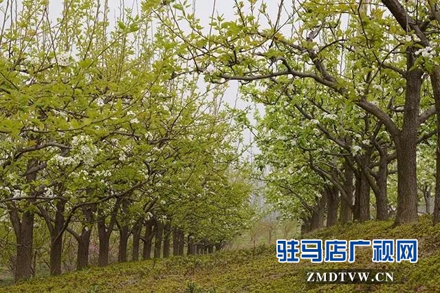 上蔡?hào)|洪:昔日荒涼河畔 今日桃梨爭(zhēng)艷