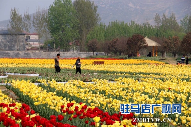 遂平多處美景獲省內(nèi)外記者頻頻稱贊