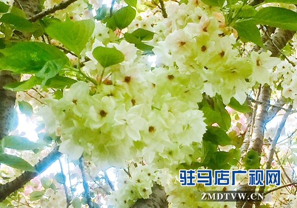 &ldquo;國(guó)寶級(jí)&rdquo;綠櫻花現(xiàn)身駐馬店市區(qū)梁祝小游園
