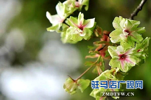 &ldquo;國(guó)寶級(jí)&rdquo;綠櫻花現(xiàn)身駐馬店市區(qū)梁祝小游園