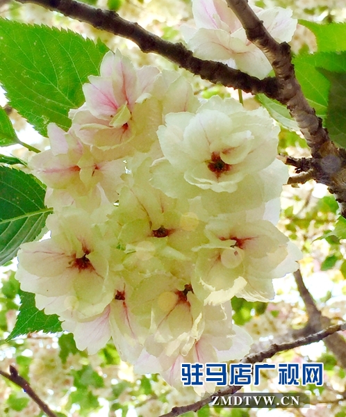 &ldquo;國(guó)寶級(jí)&rdquo;綠櫻花現(xiàn)身駐馬店市區(qū)梁祝小游園