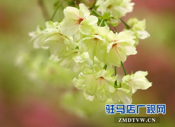 &ldquo;國(guó)寶級(jí)&rdquo;綠櫻花現(xiàn)身駐馬店市區(qū)梁祝小游園
