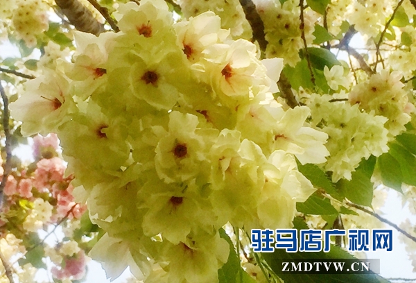 &ldquo;國(guó)寶級(jí)&rdquo;綠櫻花現(xiàn)身駐馬店市區(qū)梁祝小游園