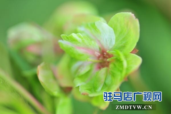 &ldquo;國(guó)寶級(jí)&rdquo;綠櫻花現(xiàn)身駐馬店市區(qū)梁祝小游園