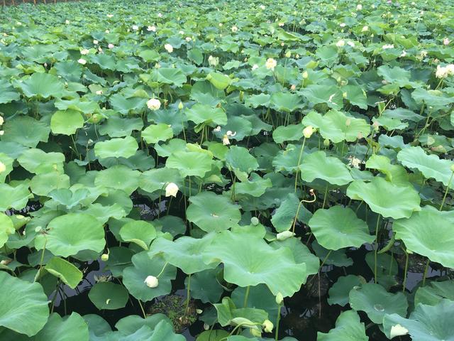 駐馬店開(kāi)源湖荷花盛開(kāi)美不勝收 游客賞花莫傷花