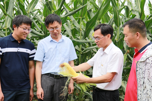 泌陽縣閆洼村舉辦首屆甜糯（水果）玉米推介會(huì)