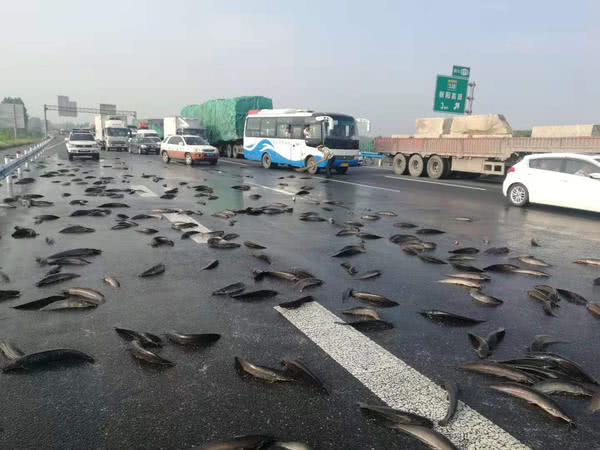 京港澳高速駐馬店段的路面上撒滿了魚，咋回事？