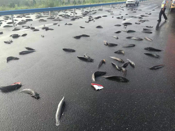 京港澳高速駐馬店段的路面上撒滿了魚，咋回事？