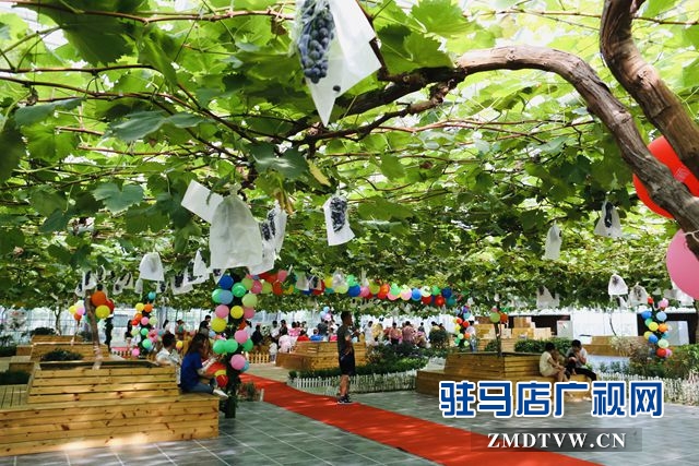 葡萄熟了！駐馬店杰美葡萄莊園盛大開園