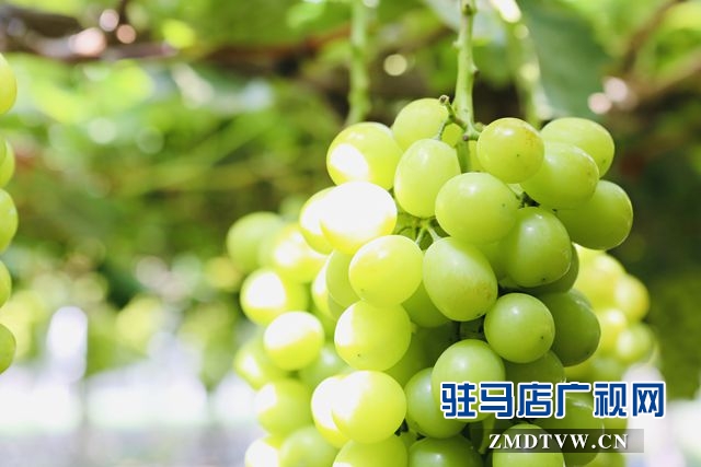 葡萄熟了！駐馬店杰美葡萄莊園盛大開園