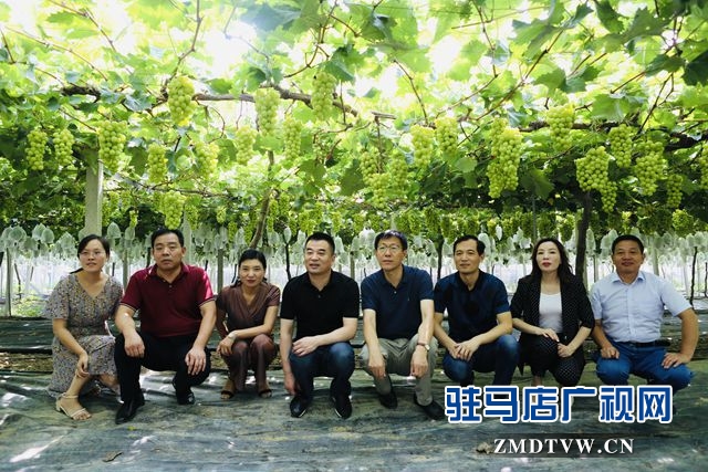 葡萄熟了！駐馬店杰美葡萄莊園盛大開園