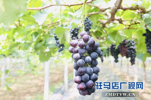 葡萄熟了！駐馬店杰美葡萄莊園盛大開園