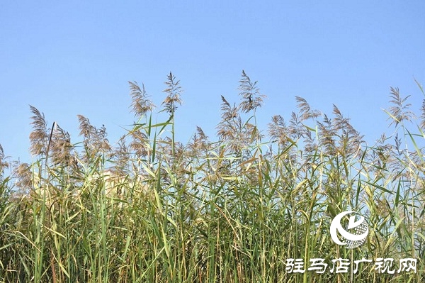 正陽:清水灣里生態(tài)美