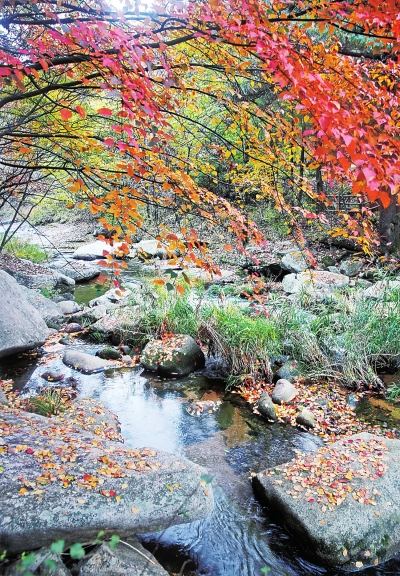 19年來河南凈增782萬畝森林 黃河含沙量比16年前減少了4.75千克立方米