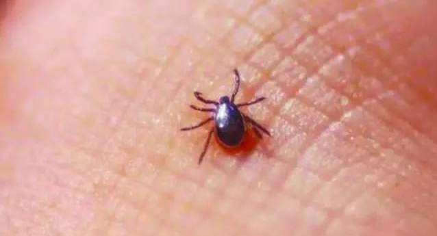 恙蟲(chóng)病進(jìn)入高發(fā)期 高燒不退應(yīng)及時(shí)就醫(yī)