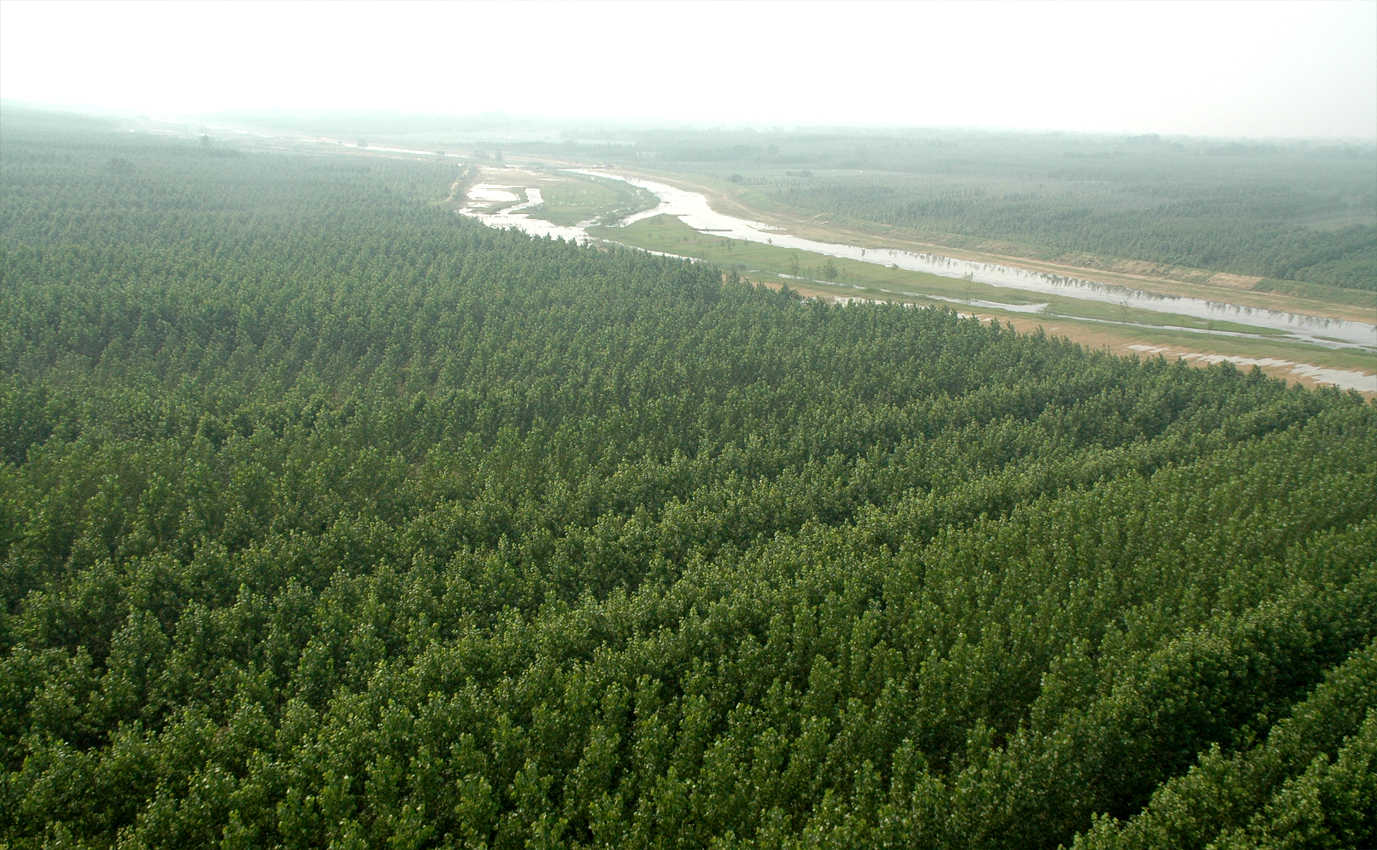 河南“塞罕壩”:三代人接力給這段黃河披上綠