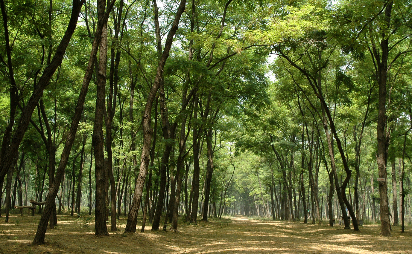 河南“塞罕壩”:三代人接力給這段黃河披上綠