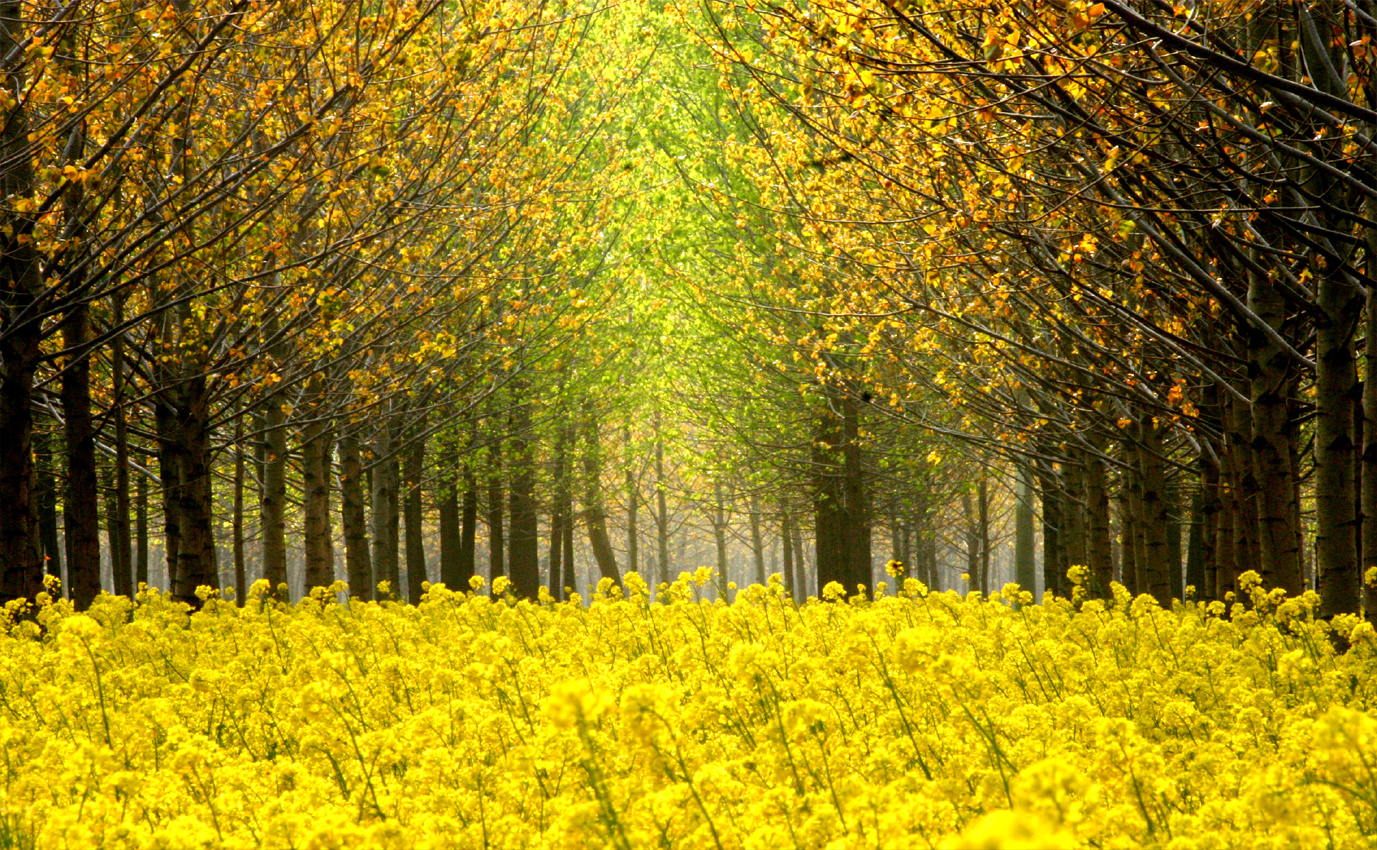 河南“塞罕壩”:三代人接力給這段黃河披上綠