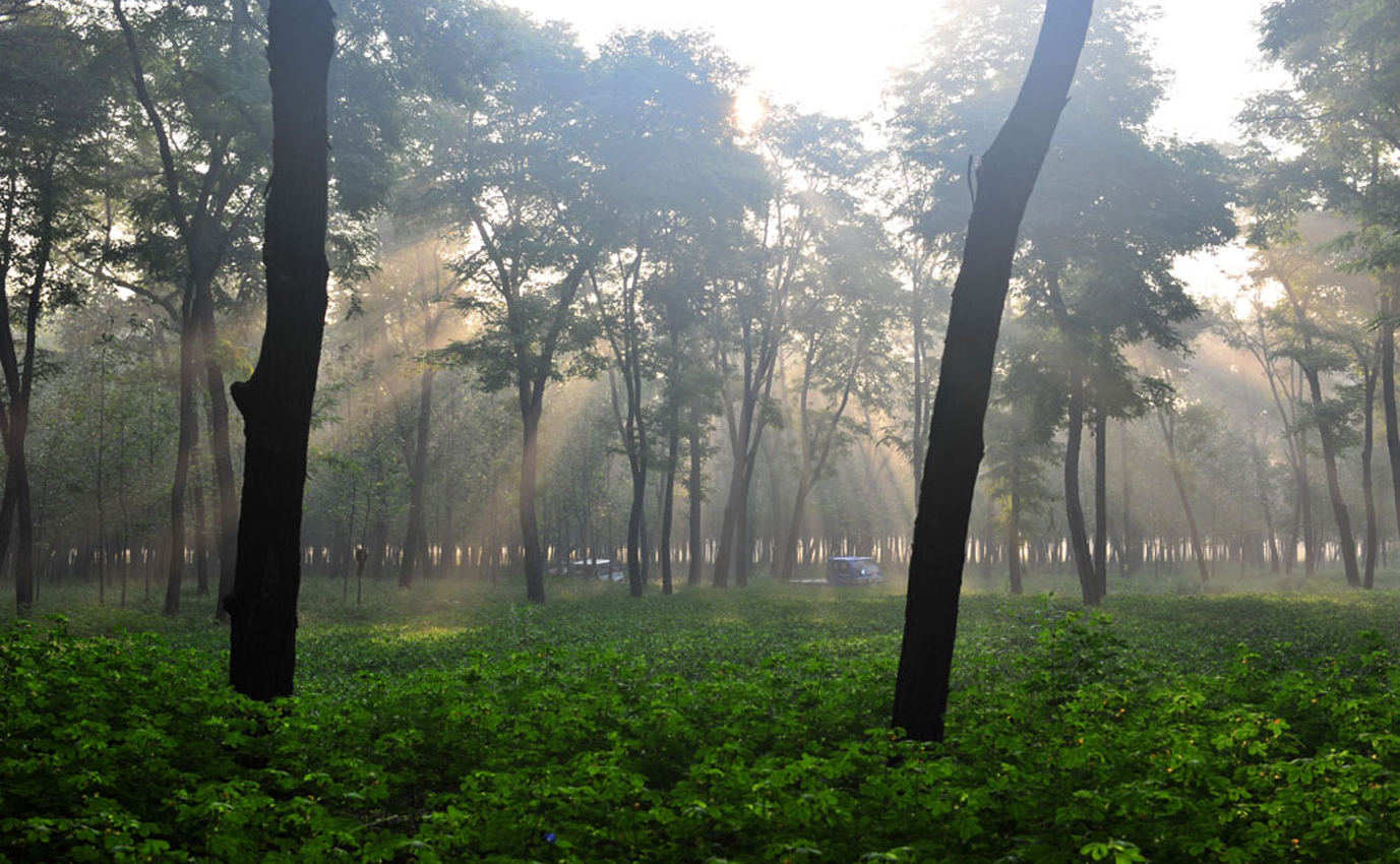 河南“塞罕壩”:三代人接力給這段黃河披上綠