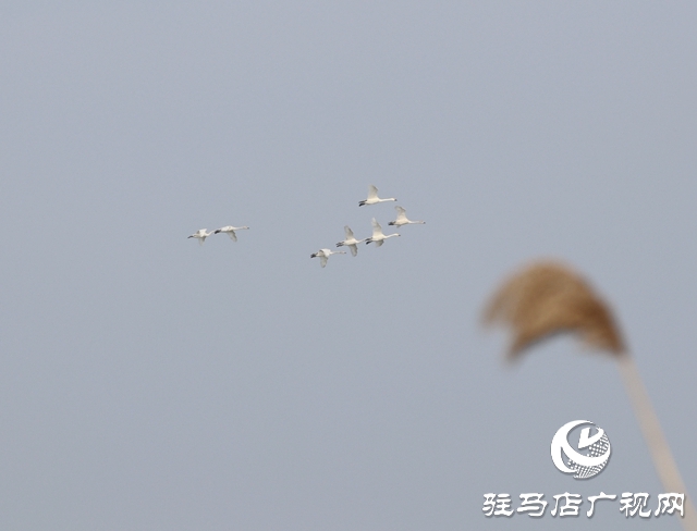 美呆啦！數(shù)千只天鵝到宿鴨湖過冬