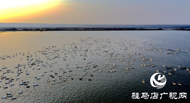 美呆啦！數(shù)千只天鵝到宿鴨湖過冬