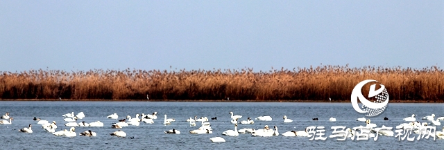 美呆啦！數(shù)千只天鵝到宿鴨湖過冬
