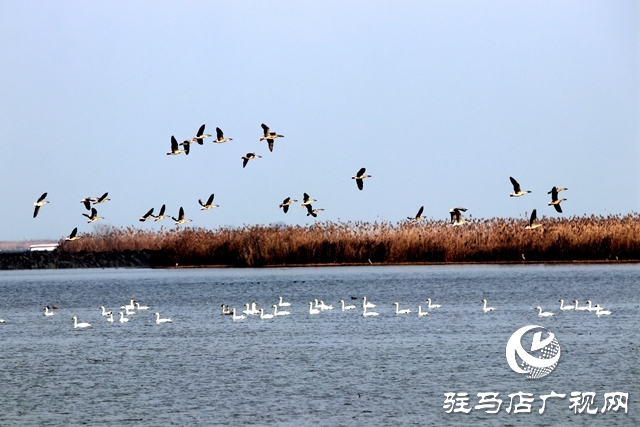 美呆啦！數(shù)千只天鵝到宿鴨湖過冬