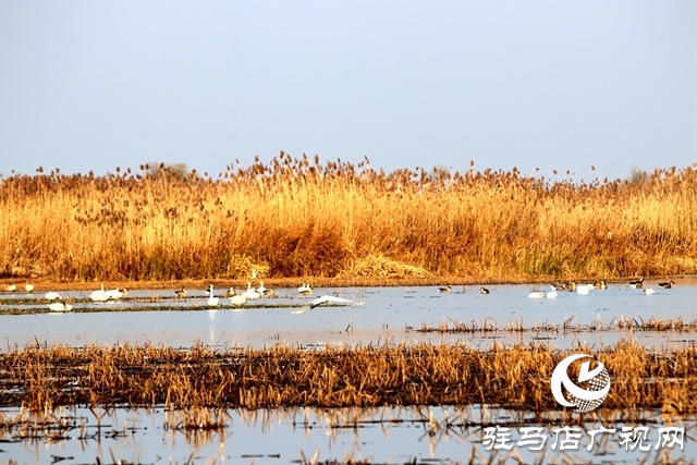 美呆啦！數(shù)千只天鵝到宿鴨湖過冬